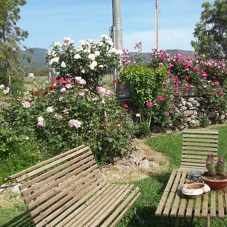 Il Vecchioliveto Di Ornella Bed & Breakfast Marrùbiu Стая снимка