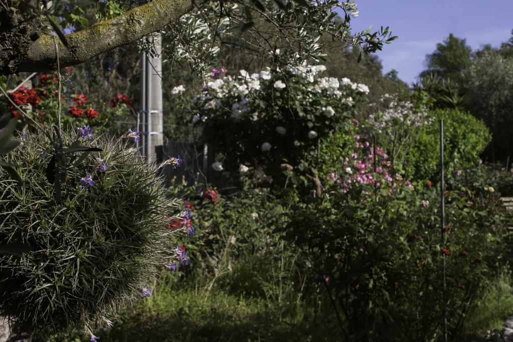 Il Vecchioliveto Di Ornella Bed & Breakfast Marrùbiu Екстериор снимка